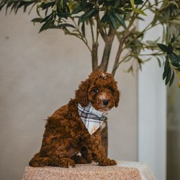 Blue Collar Tempo - Red  male Goldendoodle puppy in Oak Hills, California from High Desert Doodles