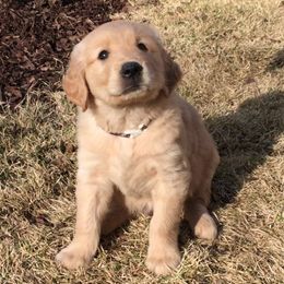 Golden Honey Kennel breeder of Golden Retriever, Goldendoodle