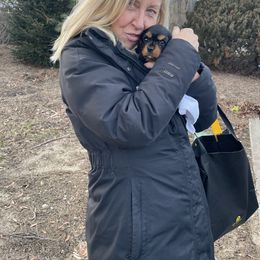 Cavalier King Charles Spaniel Puppies from Meant To Be Cavalier King Charles Spaniels