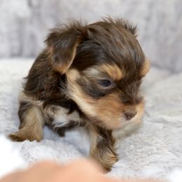 Yorkshire Terrier Puppies from pupstatenewyorkies