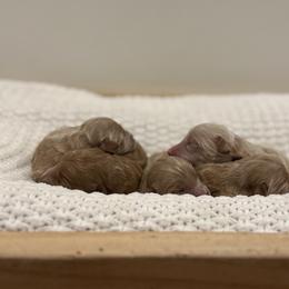 Female Puppy 1 - Red  female Goldendoodle puppy in Modesto, California from Central Valley Canine Companions