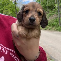 Bruno - Dapple male Dachshund puppy in Maidsville, West Virginia from L&B Lowriders