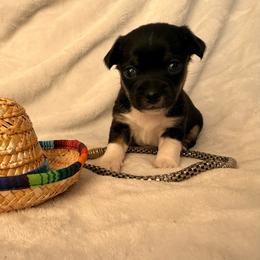 Salem - Black and tan male Chihuahua puppy in Seneca, Missouri from Stephanie’s Puppy Colony