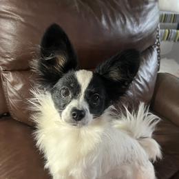 Izzy - Papillon