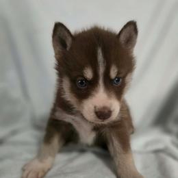 Girl 1 - Red and white female Siberian Husky puppy in London, Ohio from Rose Trail Siberian’s