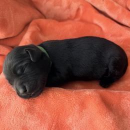 Green Collar - Black male Labrador Retriever puppy in Port Saint Lucie, Florida from Fleeher Labradors
