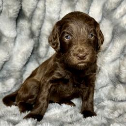 Aussiedoodle, Labradoodle, and Sheepadoodle Puppies from Boxcar Doodles and Poodles