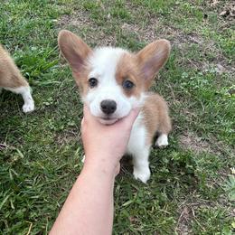 Girl 5 (Moana) - Fawn female Pembroke Welsh Corgi puppy in Brazoria, Texas from Diamond Bar H