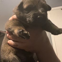 Boy 2 - German Shepherd puppy in Villa Rica, Georgia from Von Wolf GSD’S