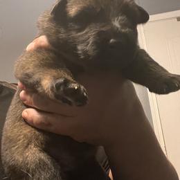 Boy 2 - German Shepherd puppy in Villa Rica, Georgia from Von Wolf GSD’S