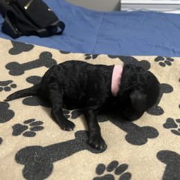 Pink girl - Silver female Poodle puppy in East Wenatchee, Washington from Stylish Standards