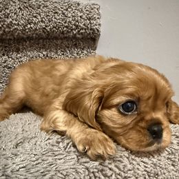 Purple collar - Ruby female Cavalier King Charles Spaniel puppy in Texas from Meyer's Cavalier