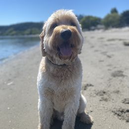 Teddy - Goldendoodle