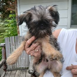 Brussels Griffon Puppies from Carol Johnson
