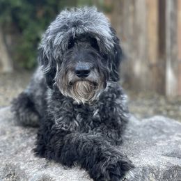 Pepper - Goldendoodle