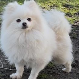 Lyla - Pomeranian