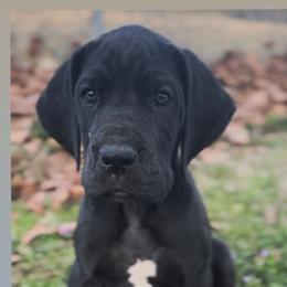 Lieutenant - Black male Great Dane puppy in Howe, Texas from Bright Danes of Texas