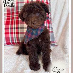 Saja - Chocolate male Double Doodle puppy in Eagle Mountain, Utah from Lake Mountain Doodle
