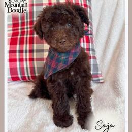 Saja - Chocolate male Double Doodle puppy in Eagle Mountain, Utah from Lake Mountain Doodle