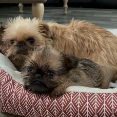 Brussels Griffon Puppies from Butler Brussels Griffon