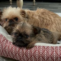 Brussels Griffon Puppies from Butler Brussels Griffon