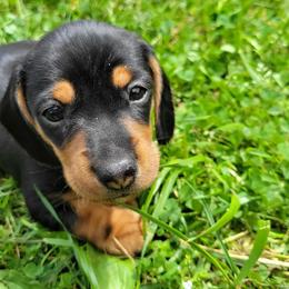 Black and tan boy - Black and tan male Dachshund puppy in Brevard, North Carolina from Morgan’s Dachshund’s & Aussies
