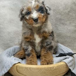 Dawn - Merle female Bernedoodle puppy in Williamson, New York from Lakeside Doodles