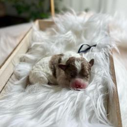 Prince Caspian - White and red merle male Bordoodle puppy in Valley Center, California from Circle R Valley Bordoodls