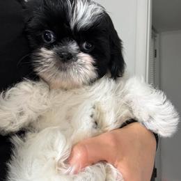 Oreo - Black and white male Shih Tzu puppy in Pennsylvania from Luxe Shih Tzu Boutique
