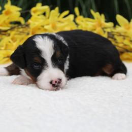 Luka - Tri-color male Bernedoodle puppy in Perrysville, Ohio from Pleasant Valley Bernedoodles