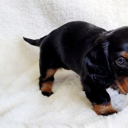 Dachshund Puppies from Mason Dixon Doxies