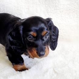 Dachshund Puppies from Mason Dixon Doxies