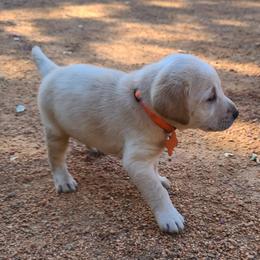 Labrador Retriever Puppies from Labrador Trails