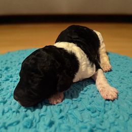 Maverick - Parti male Poodle puppy in Washington, Pennsylvania from Patriotic Poodles