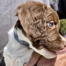 Brittany Puppies from Hellfinger Bird Dogs
