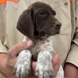 Ruth - Liver roan female German Shorthaired Pointer puppy in Six Mile, South Carolina from The Proper Pointer Co.