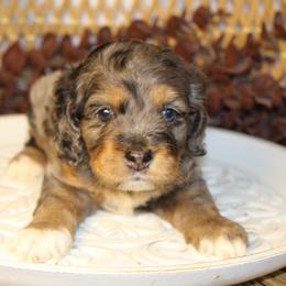 Sully - Merle male Cockapoo puppy in Mississippi from Ewing Acres