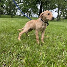Wesley - Yellow male Labrador Retriever puppy in Alger, Ohio from Osborne Family Retrievers