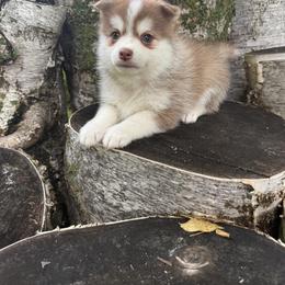 Cayenne - Red and white male Pomsky puppy in Staples, Minnesota from Ritzy Puppies