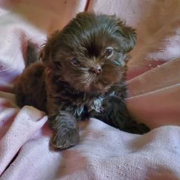 Madeline Charting Imperial - Poss Non-fading Chocolate - Liver female Shih Tzu puppy in Hillsdale, Michigan from Prairie Fen Farm