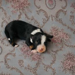 Colin - Black tri-color male Aussiedoodle puppy in Inman, South Carolina from Dark Corner Doodles