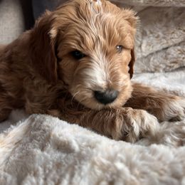 Goldendoodle Puppies from J’s Goldendoodles