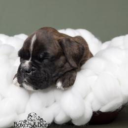 Lime - Brindle male Boxer puppy in Catlett, Virginia from Honey and Coal Kennels