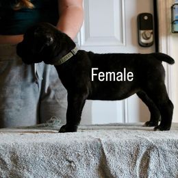 Girl 2 - Black brindle female Cane Corso puppy in Homestead, Florida from Sabal Palm Cane Corso