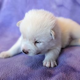 Pomsky Puppies from Valparaiso Pomskys
