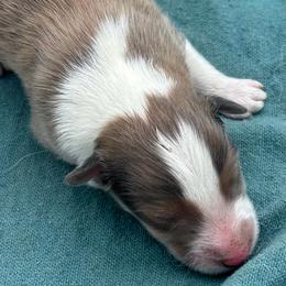 Boy 2 - Sable and white male Shetland Sheepdog puppy in Pensacola, Florida from Nancy Barger's Siberian Huskies