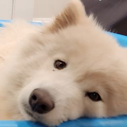 Samoyed Puppies from Carriage Court Kennels