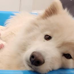 Samoyed Puppies from Carriage Court Kennels