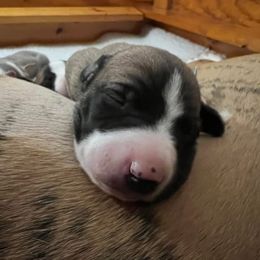 Whippet Puppies from Aiukli Whippets