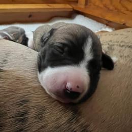 Whippet Puppies from Aiukli Whippets